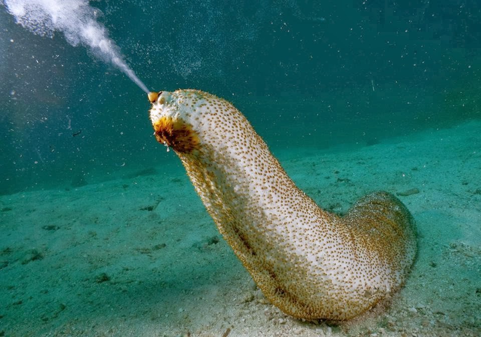 After a sea cucumber crackdown, another cucumber crook is caught in a pickle